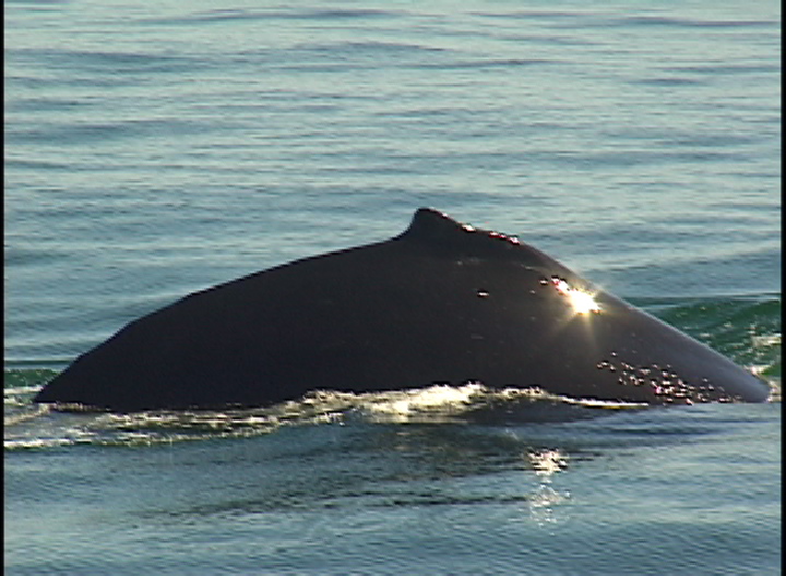 Whales_in_Santa_Barbara